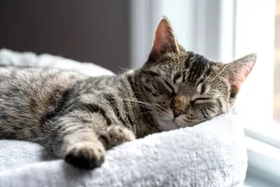 imagen sobre el servicio