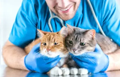 imagen sobre el servicio